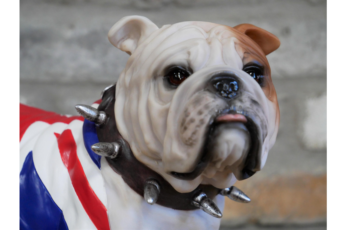British Bulldog Standing