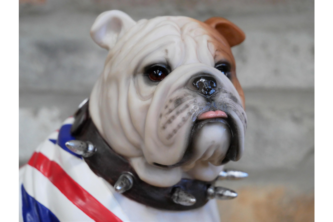 British Bulldog Sitting
